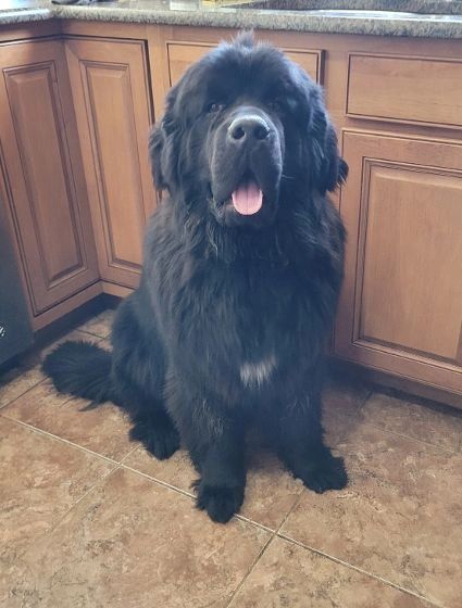 Newfoundland dog for sale sales near me